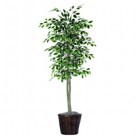 Vickerman 6 ft. Variegated Ficus tree TEC0260